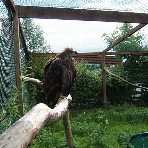 African Tawny Eagle