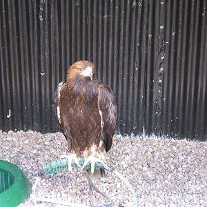 Golden Eagle