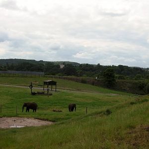 African Elephants  -  04.06.2012