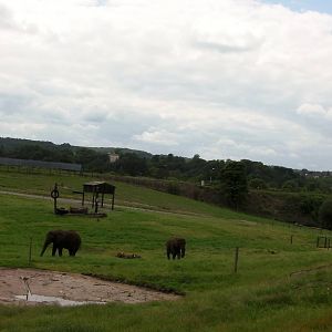 African Elephants  -  04.06.2012
