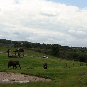African Elephants  -  04.06.2012