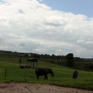 African Elephants  -  04.06.2012