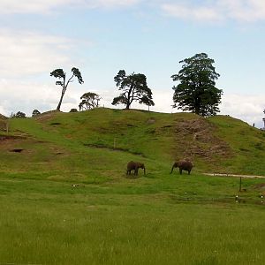 African Elephants  -  04.06.2012