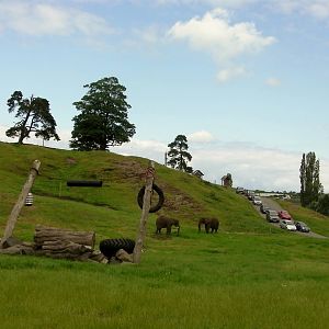African Elephants  -  04.06.2012