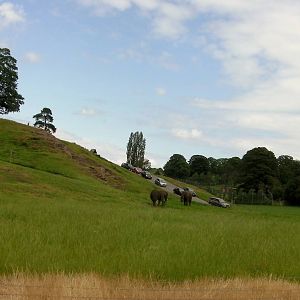 African Elephants  -  04.06.2012