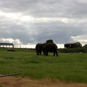 African Elephants  -  04.06.2012