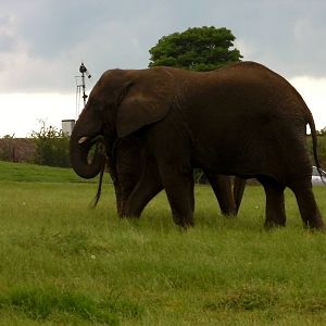African Elephants  -  04.06.2012