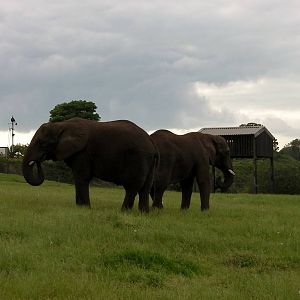 African Elephants  -  04.06.2012