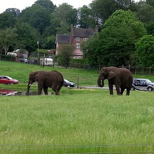 African Elephants  -  04.06.2012