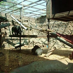 Sun Bear Exhibit at Colchester, 28/05/12