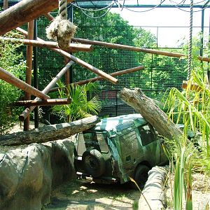 Gibbon Enclosure at Colchester, 28/05/12