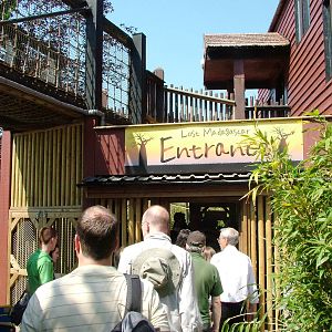 Lemur Walkthrough at Colchester, 28/05/12