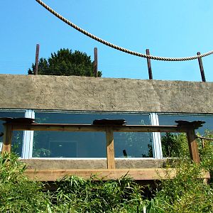 Lemur Walkthrough at Colchester, 28/05/12