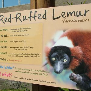 Lemur Walkthrough at Colchester, 28/05/12