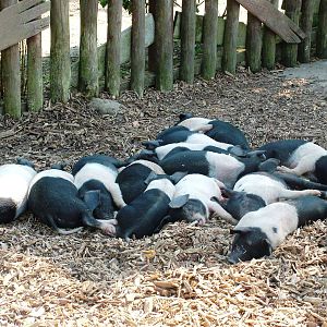 Essex Piglets at Colchester, 28/05/12