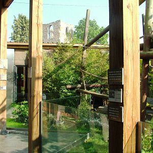 Tamandua Exhibit at Colchester, 28/05/12