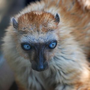 Sclater's Lemur at Colchester, 28/05/12