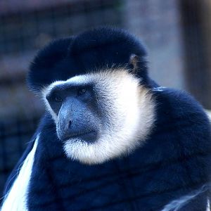 Eastern Guereza at Colchester, 28/05/12