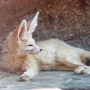 Fennec Fox at Colchester, 28/05/12