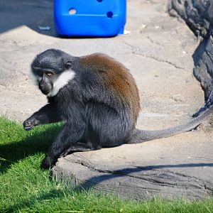 L'Hoest's Guenon at Colchester, 28/05/12