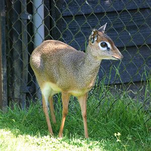 Kirk's Dik-Dik at Colchester, 28/05/12