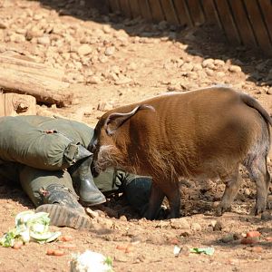Red River Hog with Unusual Enrichment at Colchester, 28/05/12