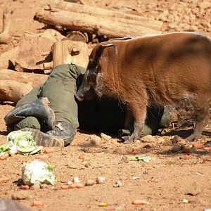 Red River Hog with Unusual Enrichment at Colchester, 28/05/12