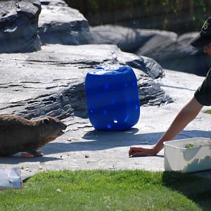 Keeper and Hyrax at Colchester, 28/05/12