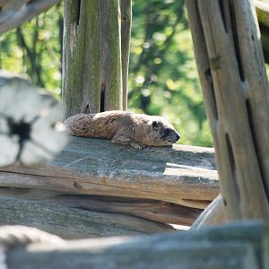 Syrian Rock Hyrax at Colchester, 28/05/12