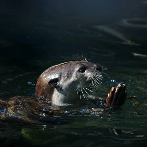 Smooth-coated Otter at Colchester, 28/05/12