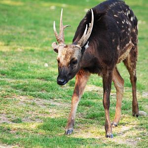 Philippine Spotted Deer at Colchester, 28/05/12