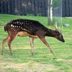 Philippine Spotted Deer at Colchester, 28/05/12