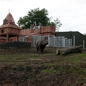 Indian Rhino  -  04.06.2012