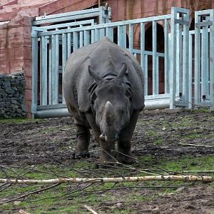 Indian Rhino  -  04.06.2012