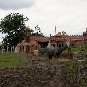 Indian Rhino  -  04.06.2012