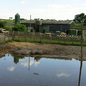 Hippos  -  04.06.2012