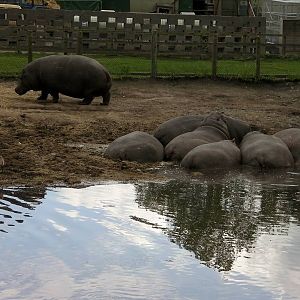 Hippos  -  04.06.2012