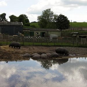 Hippos  -  04.06.2012