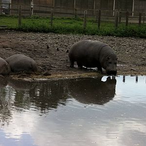Hippos  -  04.06.2012