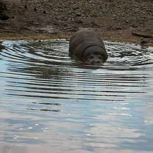 Hippos  -  04.06.2012