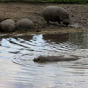 Hippos  -  04.06.2012
