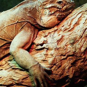 Rhinoceros Iguana - January 2011