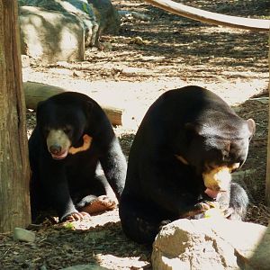 Sun Bears (Arataki and Mary) - January 2011