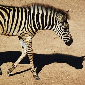 Zebra Foal - January 2011