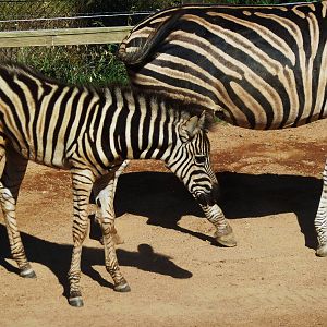 Zebra Mare and Foal - January 2011