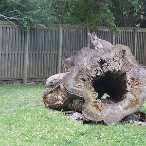 Wallaroo in a walk-thru exhibit.
