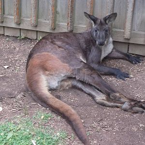 Male Wallaroo