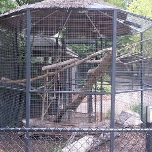 Prehensile Tailed Porcupine
