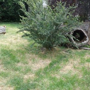 New Guinea Singing Dog Exhibit