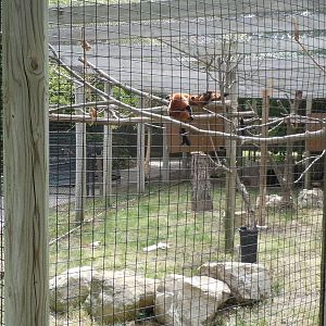 Red Ruffed Lemur Exhibit
